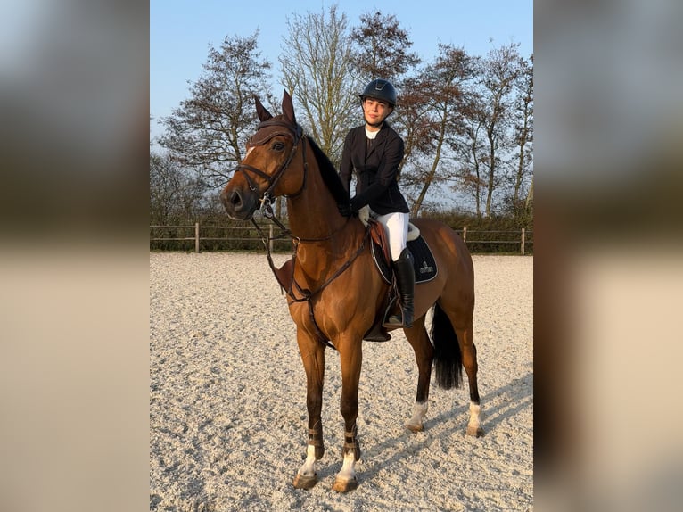 AES Ruin 8 Jaar 167 cm Bruin in Stokkum