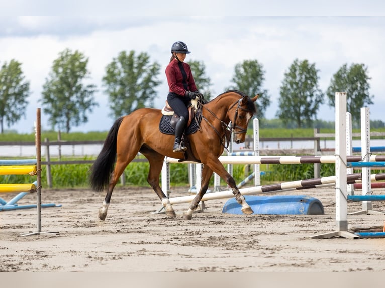 AES Ruin 8 Jaar 167 cm Bruin in Stokkum
