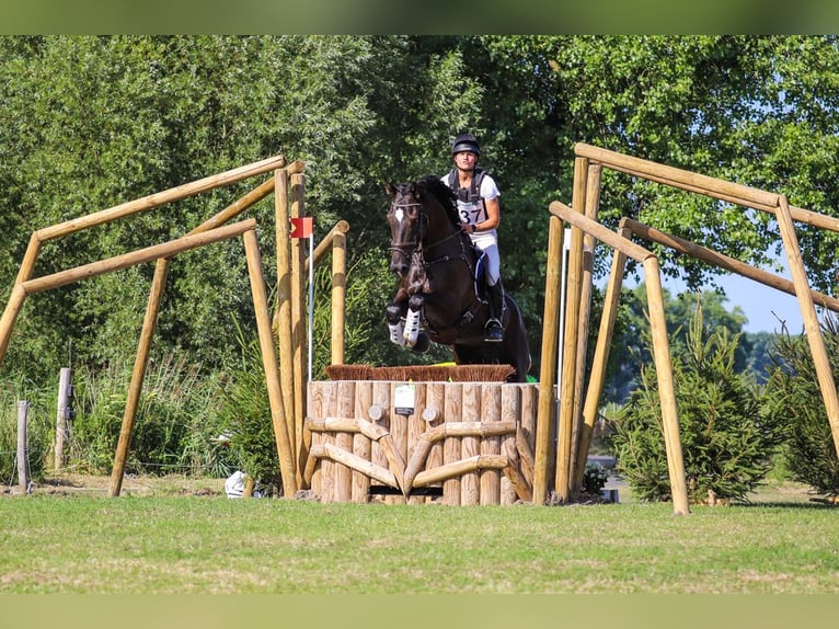 AES Ruin 8 Jaar 167 cm Zwart in Brecht
