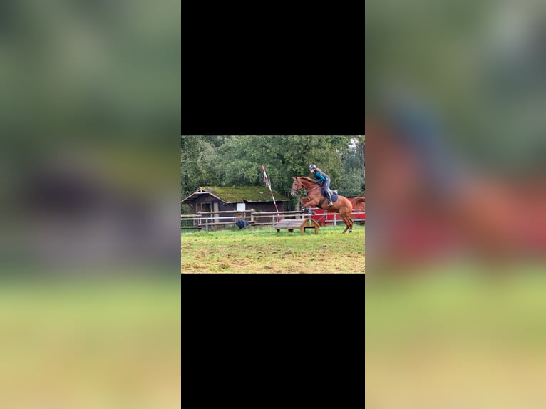 AES Ruin 9 Jaar 166 cm Vos in Erkelenz