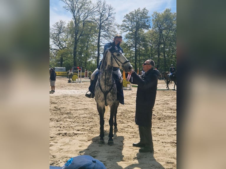 AES Ruin 9 Jaar 167 cm Appelschimmel in Düsseldorf