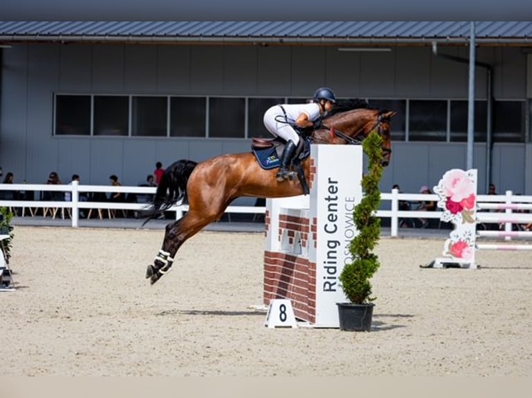 AES Ruin 9 Jaar 168 cm Roodbruin in Mikolow