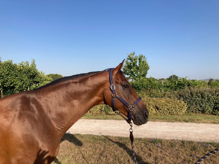 AES Ruin 9 Jaar 170 cm Bruin in GROTE-BROGEL