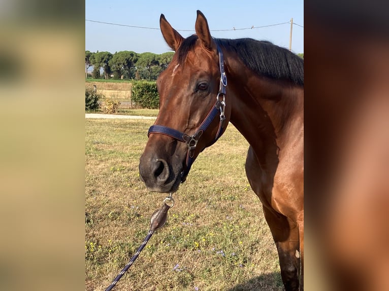 AES Ruin 9 Jaar 170 cm Bruin in GROTE-BROGEL