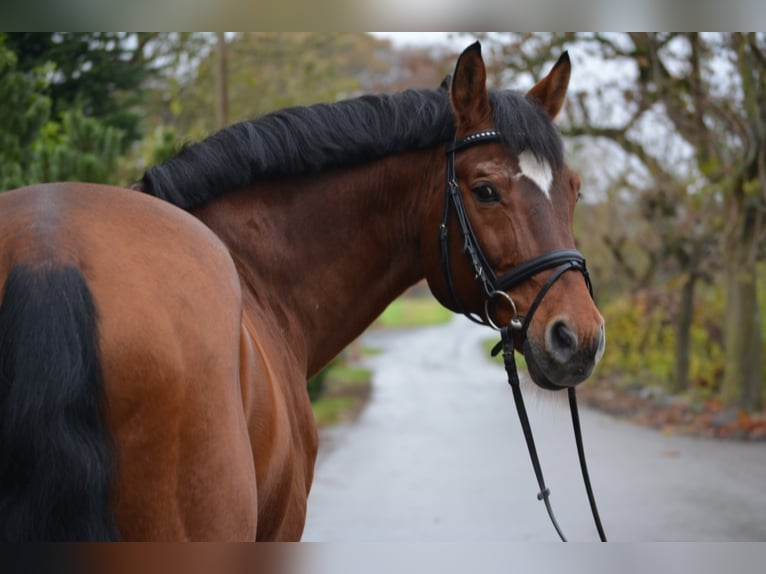 AGRIGENTO Oldenburg Stallone Baio in Melle