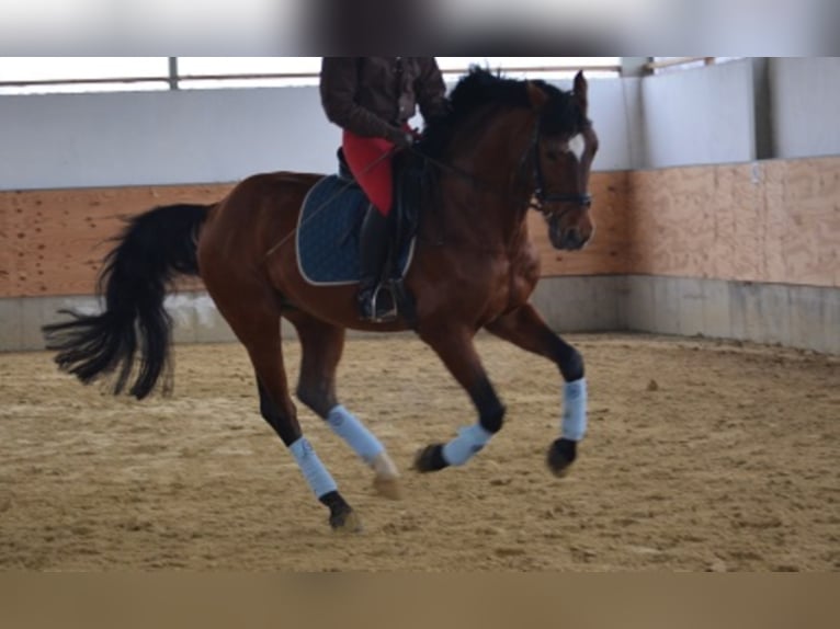 AGRIGENTO Oldenburg Stallone Baio in Melle