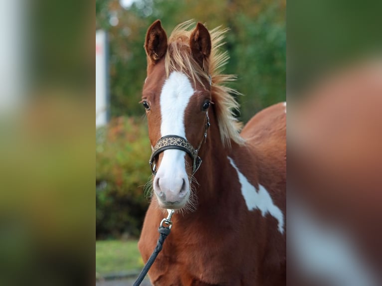 AIH (American Indian Horse) Hingst 1 år 150 cm Tobiano-skäck-alla-färger in Hellenthal