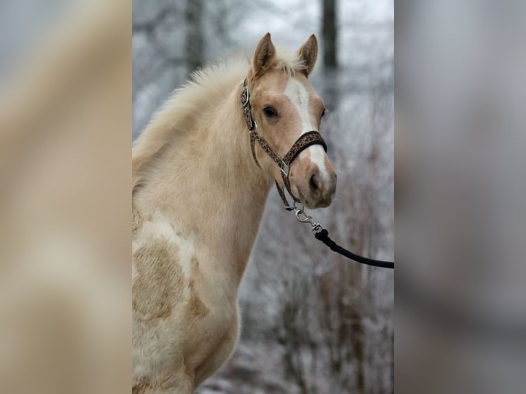 AIH (American Indian Horse) Hingst 1 år 155 cm Palomino in Hellenthal