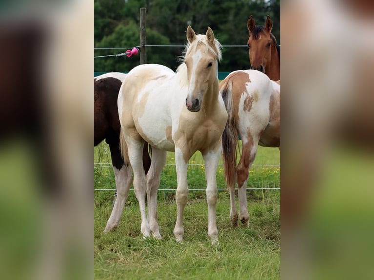 AIH (American Indian Horse) Hingst 1 år 155 cm Palomino in Hellenthal