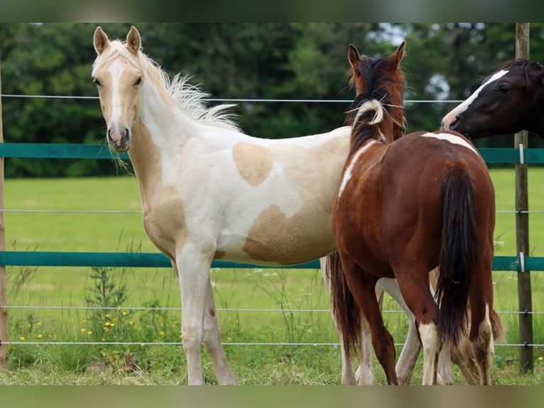 AIH (American Indian Horse) Hingst 1 år 155 cm Palomino in Hellenthal