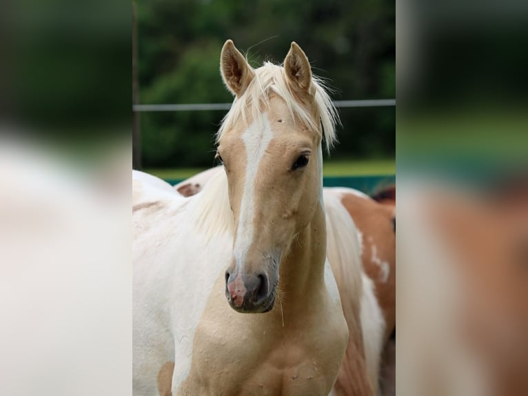 AIH (American Indian Horse) Hingst 1 år 155 cm Palomino in Hellenthal