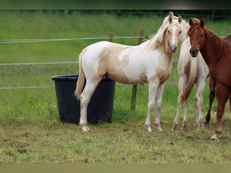 AIH (American Indian Horse) Hingst 1 år 155 cm Palomino in Hellenthal