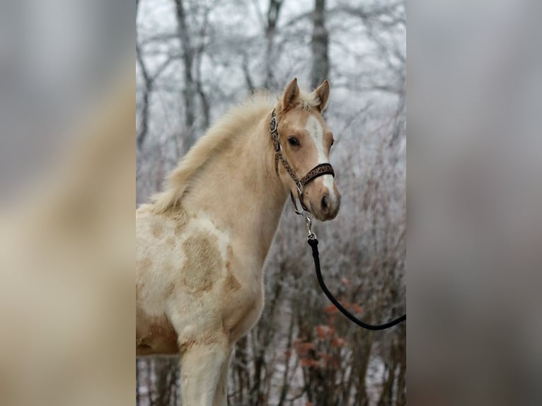 AIH (American Indian Horse) Hingst 1 år 155 cm Palomino in Hellenthal