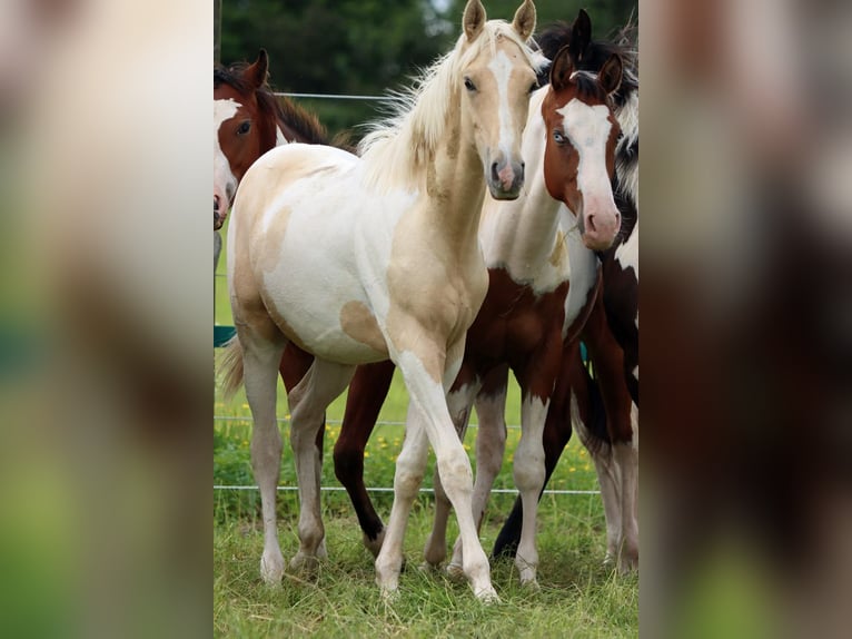 AIH (American Indian Horse) Hingst 1 år 155 cm Palomino in Hellenthal