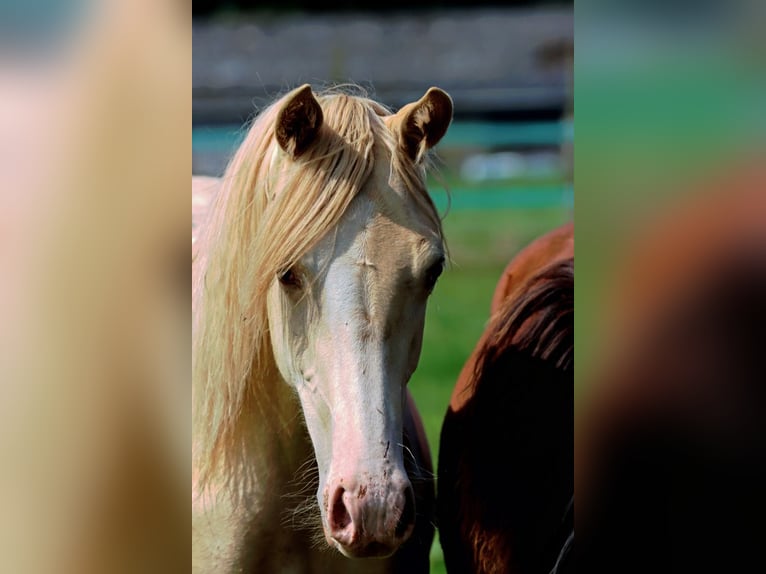 AIH (American Indian Horse) Sto 1 år 152 cm Champagne in Hellenthal