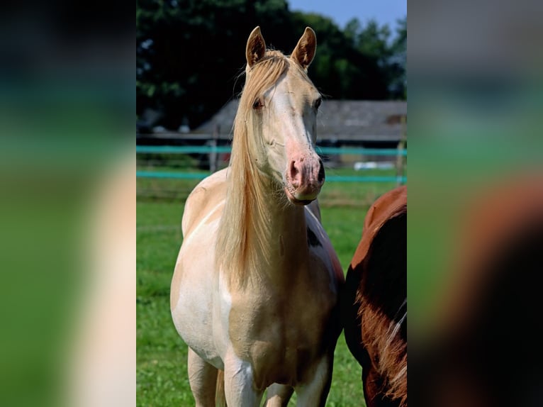 AIH (American Indian Horse) Sto 1 år 152 cm Champagne in Hellenthal