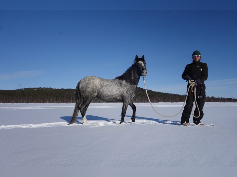 AIH (American Indian Horse) Sto 3 år Grå in Inari