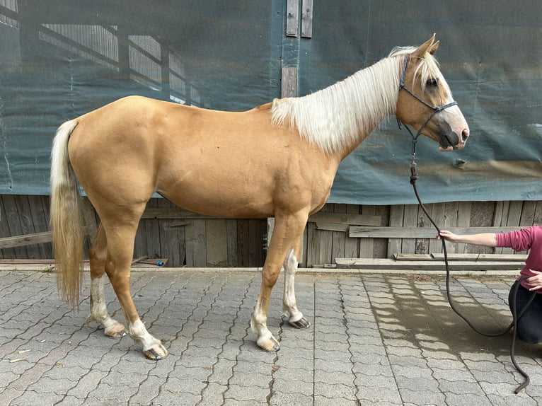 AIH (American Indian Horse) Sto 3 år Palomino in Enspel