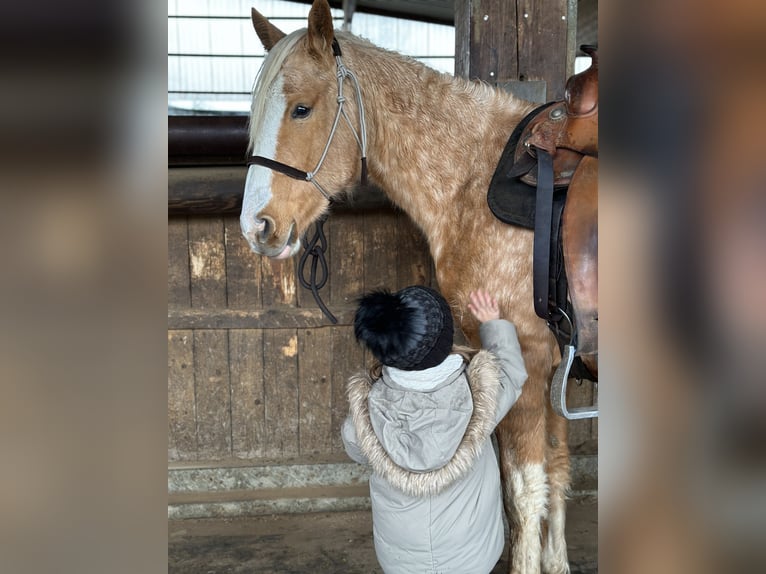 AIH (American Indian Horse) Sto 3 år Palomino in Enspel