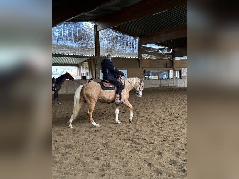 AIH (American Indian Horse) Sto 3 år Palomino in Enspel