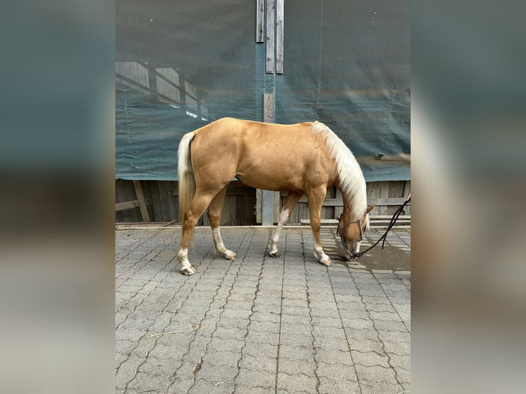 AIH (American Indian Horse) Sto 3 år Palomino in Enspel