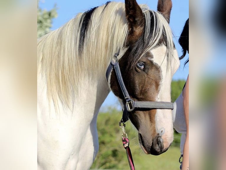 AIH (American Indian Horse) Sto 7 år 158 cm Tovero-skäck-alla-färger in Prüm