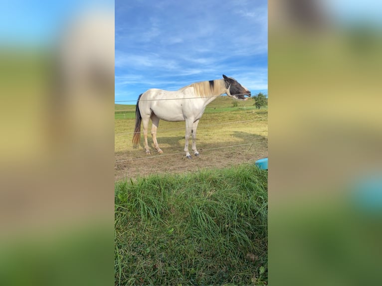 AIH (American Indian Horse) Sto 7 år 158 cm Tovero-skäck-alla-färger in Prüm