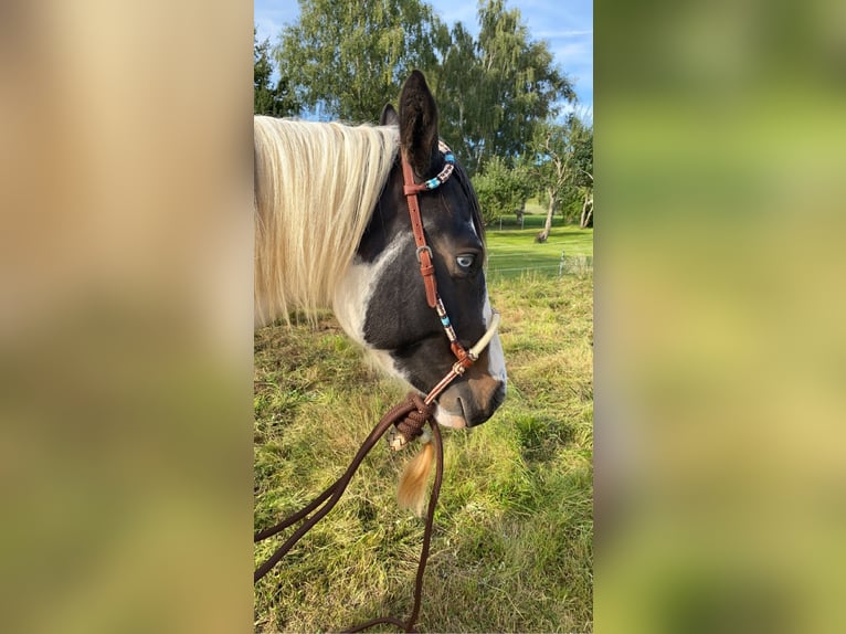 AIH (American Indian Horse) Sto 7 år 158 cm Tovero-skäck-alla-färger in Prüm