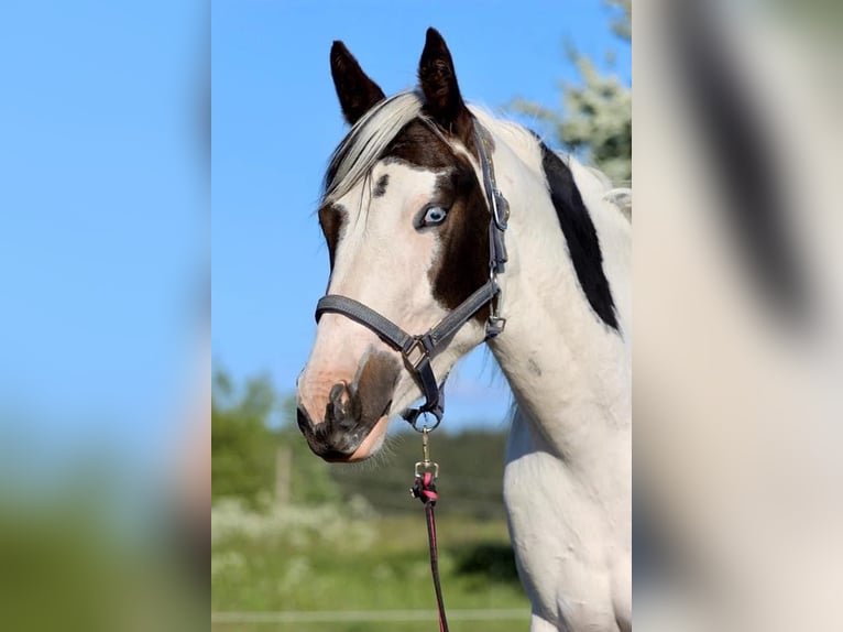 AIH (American Indian Horse) Sto 7 år 158 cm Tovero-skäck-alla-färger in Prüm