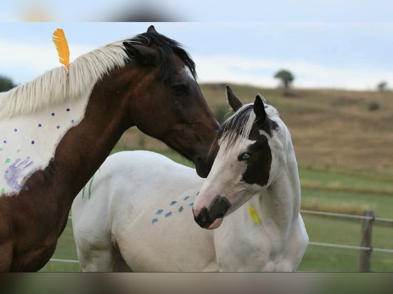 AIH (American Indian Horse) Sto 7 år 158 cm Tovero-skäck-alla-färger in Prüm