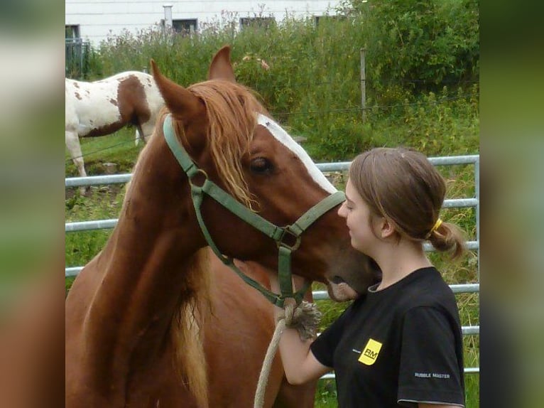 AIH (American Indian Horse) Valack 2 år 150 cm fux in Julbach