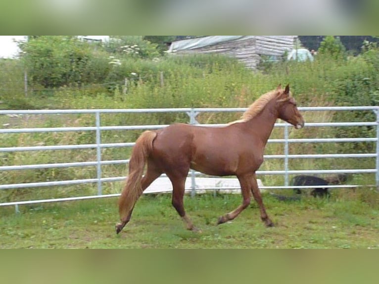 AIH (American Indian Horse) Valack 2 år 150 cm fux in Julbach