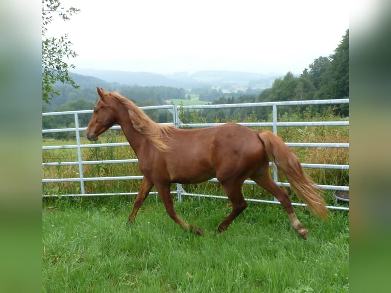 AIH (American Indian Horse) Valack 2 år 150 cm fux in Julbach