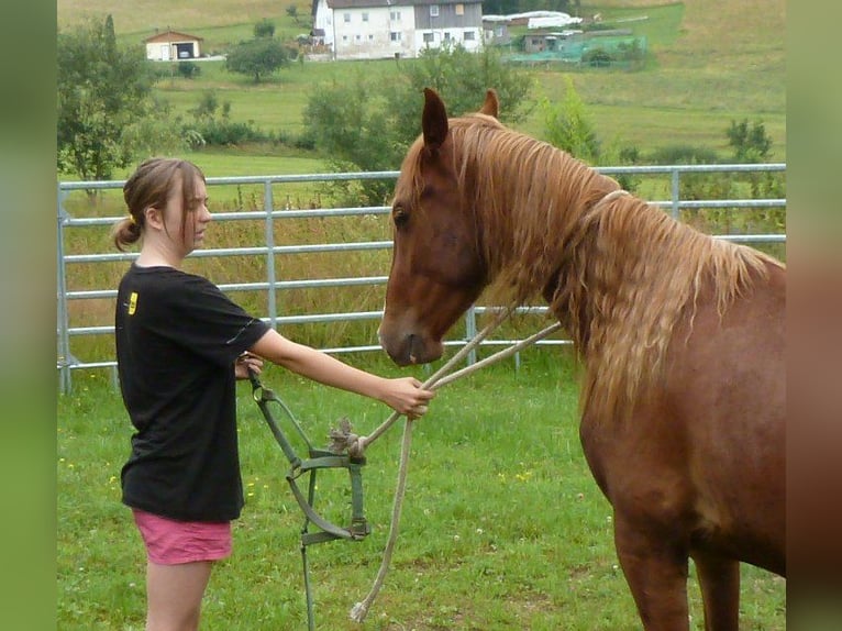 AIH (American Indian Horse) Valack 2 år 150 cm fux in Julbach