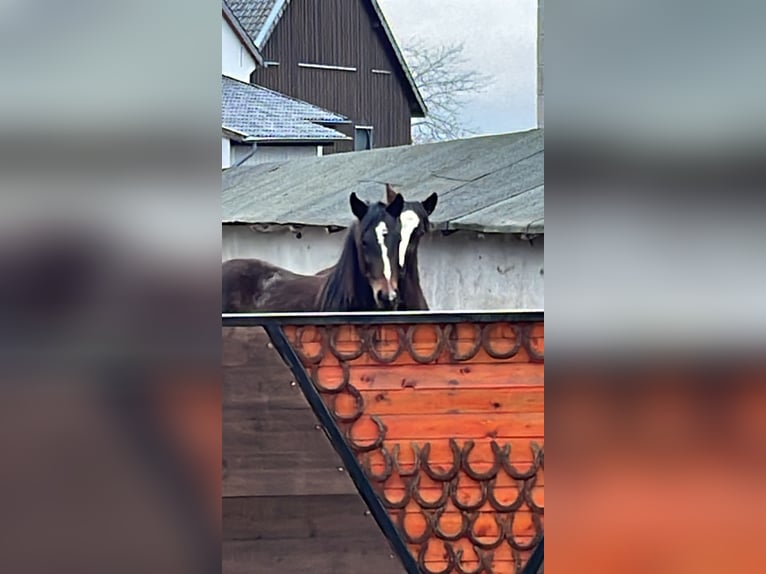 AIH (American Indian Horse) Valack 2 år 158 cm Mörkbrun in Hellenthal