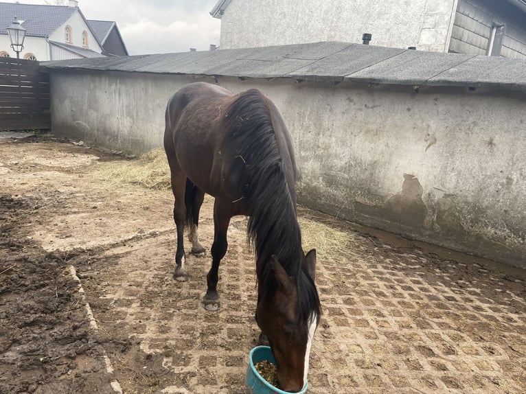 AIH (American Indian Horse) Valack 2 år 158 cm Mörkbrun in Hellenthal