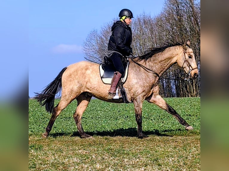 Akhal-Teke Caballo castrado 16 años 165 cm Buckskin/Bayo in Leutenbach