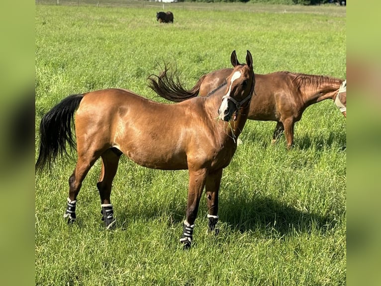 Akhal-Teke Caballo castrado 16 años 165 cm Castaño claro in Alpen