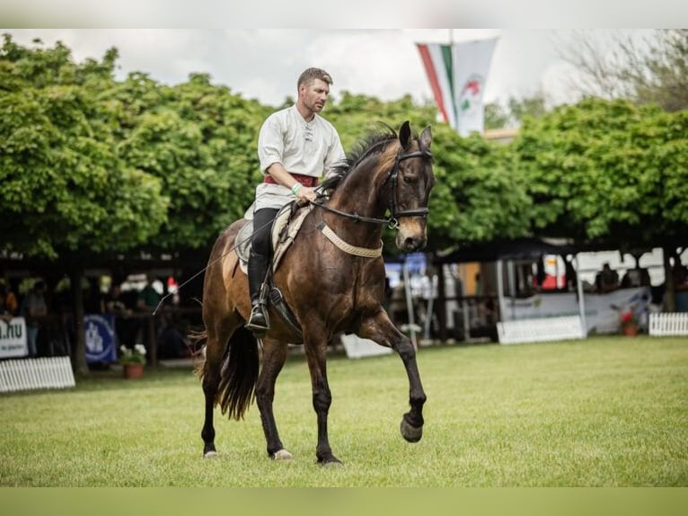 Akhal-Teke Caballo castrado 17 años 163 cm Buckskin/Bayo in Ópusztaszer