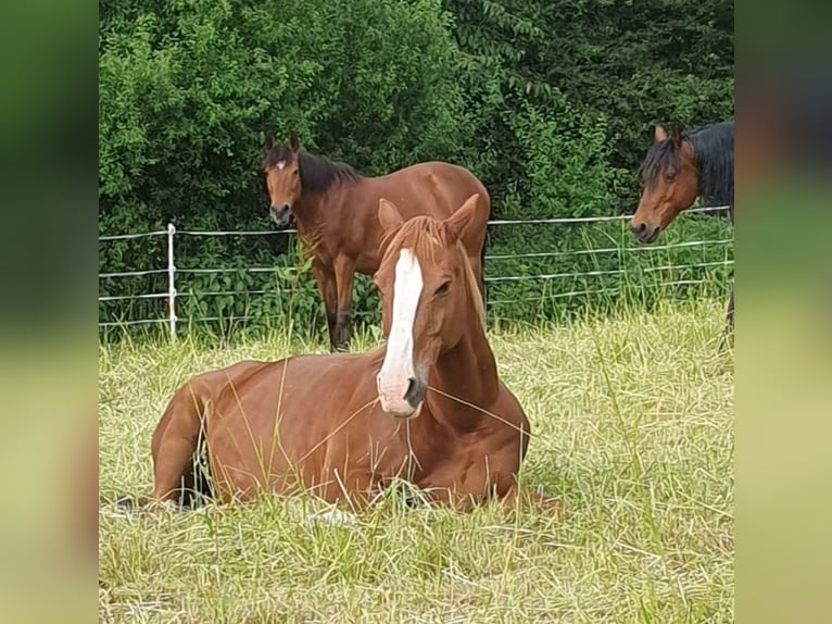 Akhal-Teke Mestizo Caballo castrado 19 años 156 cm Alazán in Rosbach vor der Höhe Nieder-Rosbach