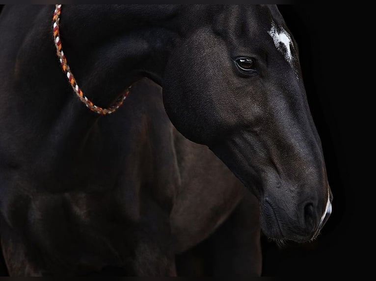 Akhal-Teke Caballo castrado 19 años 157 cm Morcillo in Schömberg