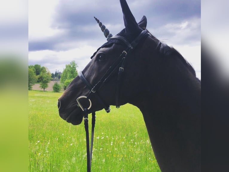 Akhal-Teke Caballo castrado 19 años 157 cm Morcillo in Schömberg