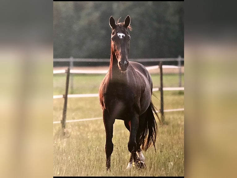 Akhal-Teke Caballo castrado 19 años 157 cm Morcillo in Schömberg