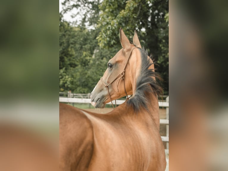Akhal-Teke Caballo castrado 3 años 150 cm  in Lummen