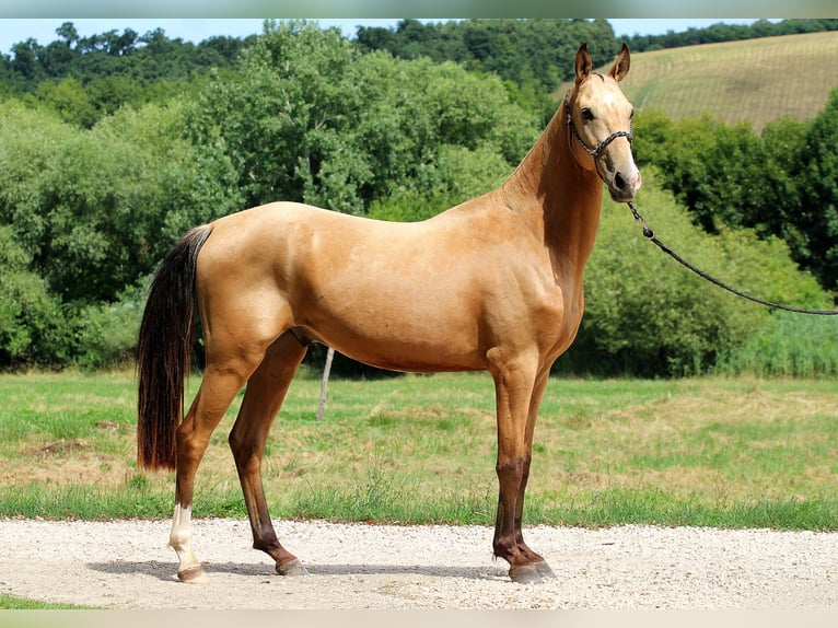 Akhal-Teke Caballo castrado 3 años 162 cm Buckskin/Bayo in Kisb&#xE9;r