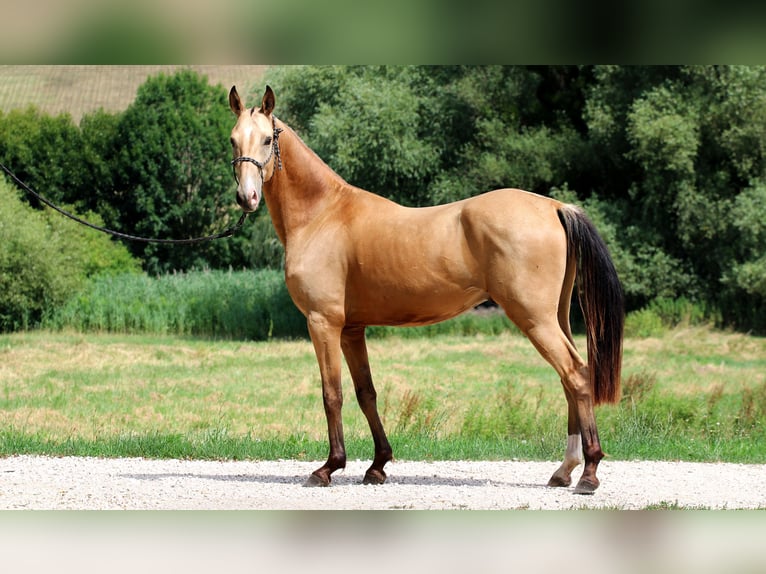 Akhal-Teke Caballo castrado 3 años 162 cm Buckskin/Bayo in Kisb&#xE9;r