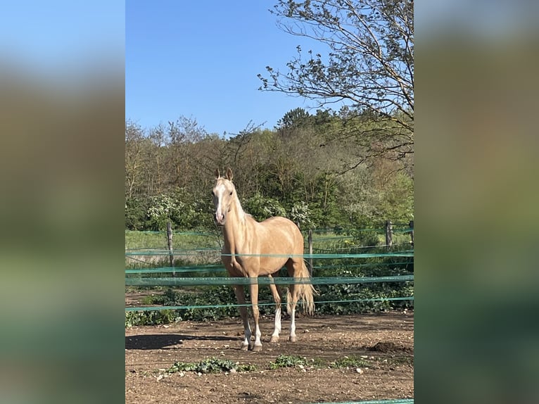 Akhal-Teke Caballo castrado 4 años 160 cm in L&#8217; Aquila