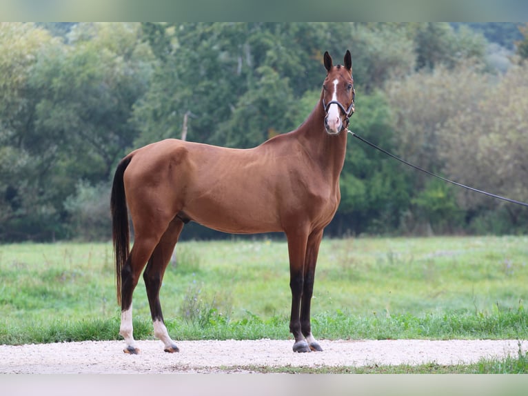 Akhal-Teke Caballo castrado 4 años 165 cm Castaño rojizo in Kisbér