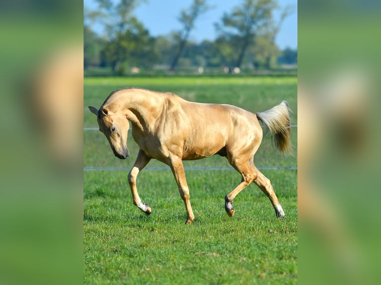 Akhal-Teke Caballo castrado 4 años Negro in Ovelgönne