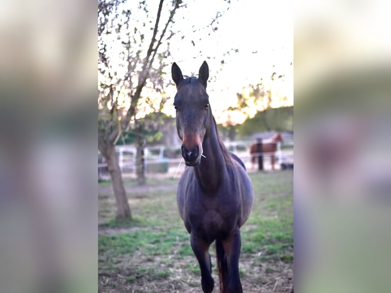 Akhal-Teke Caballo castrado 5 años 164 cm Castaño oscuro in Pilsen